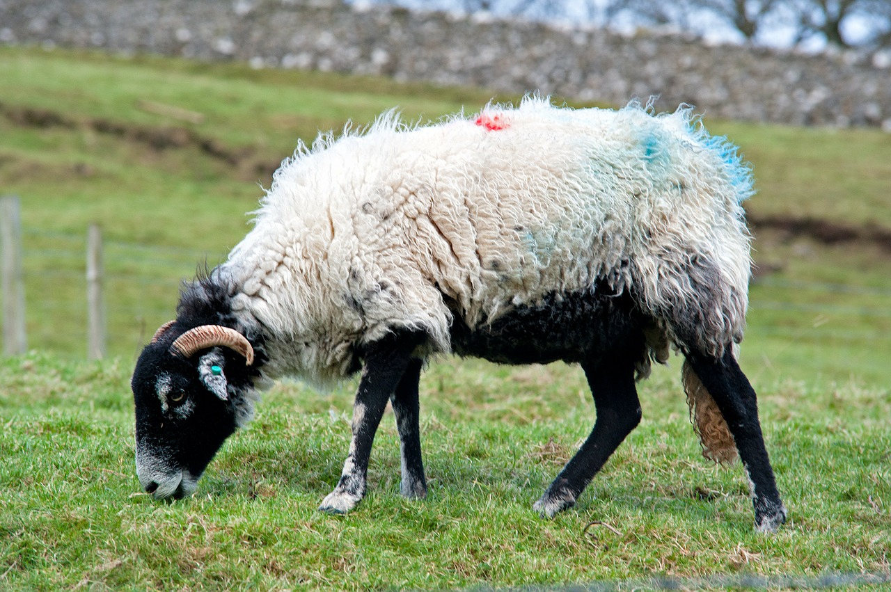 sheep animals farm free photo