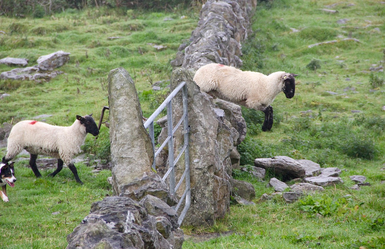 sheep jump lamb free photo