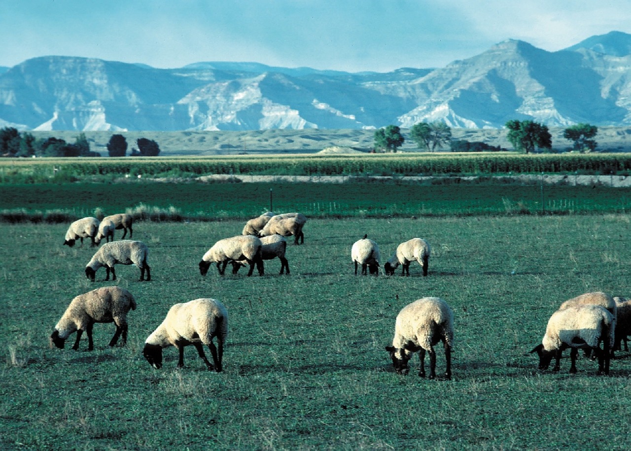 sheep grazing agriculture free photo