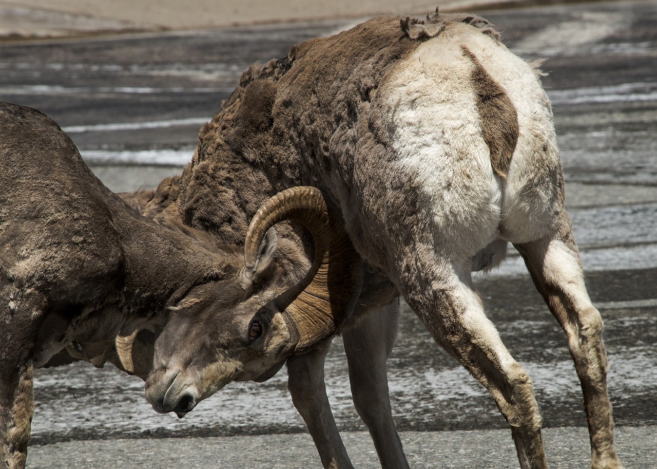 sheep rams headbutt free photo