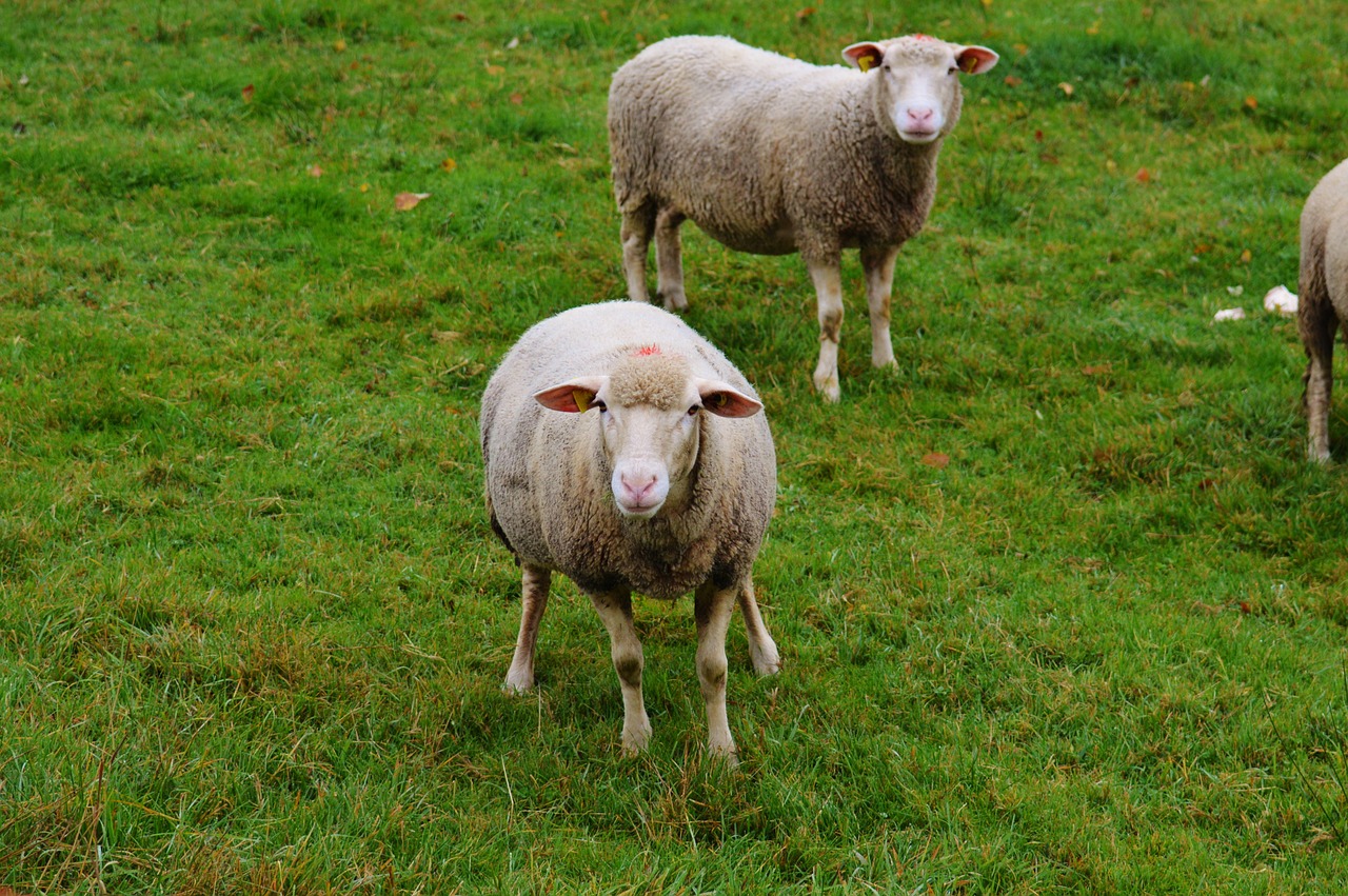 sheep pasture nature free photo