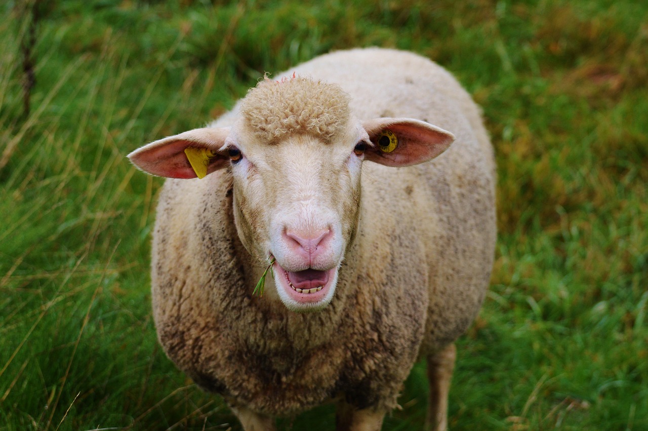 sheep pasture nature free photo