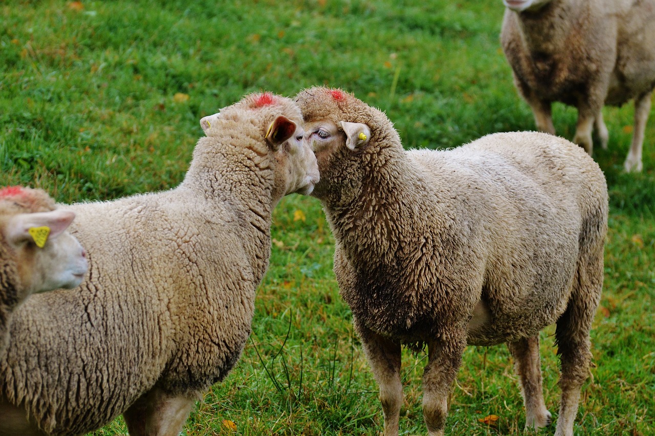 sheep pasture nature free photo