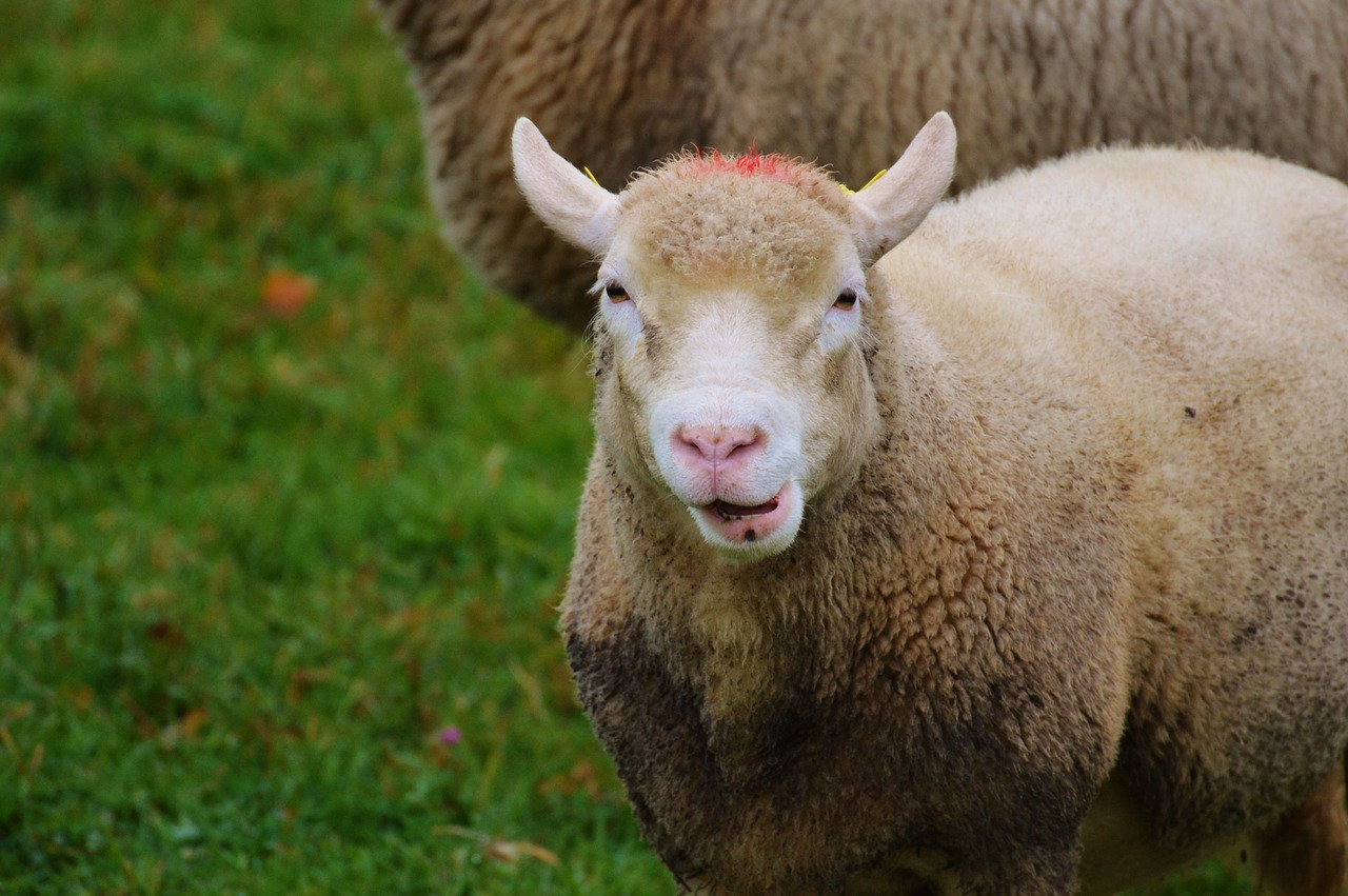 sheep pasture nature free photo