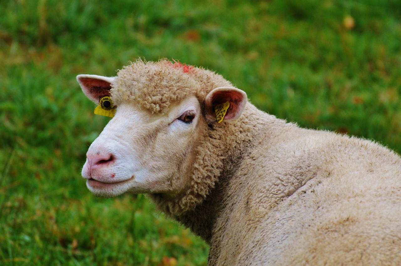 sheep pasture nature free photo