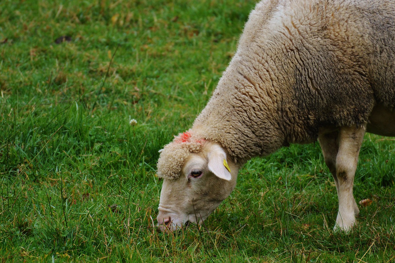 sheep pasture nature free photo