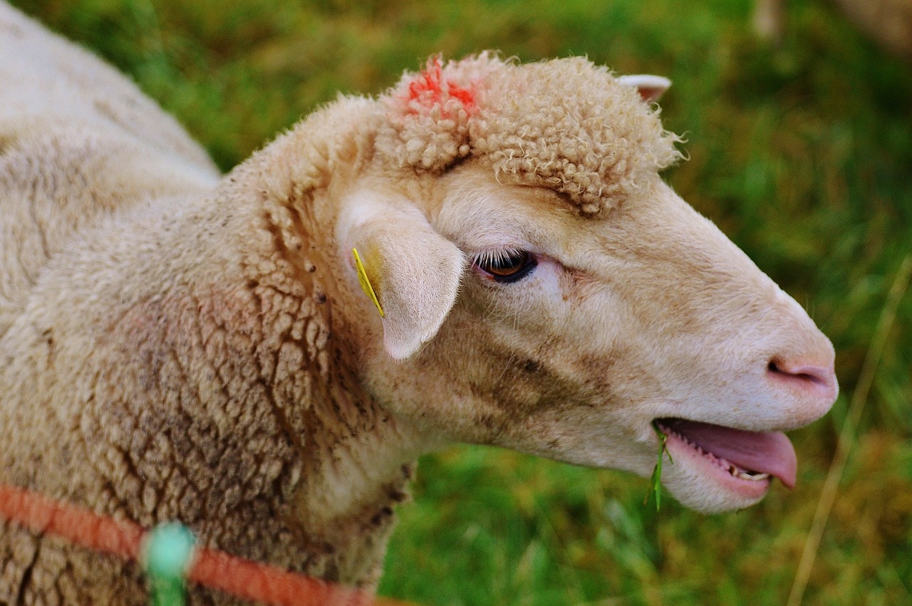 sheep pasture nature free photo