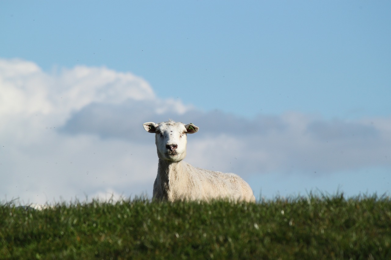 sheep animal domestic free photo