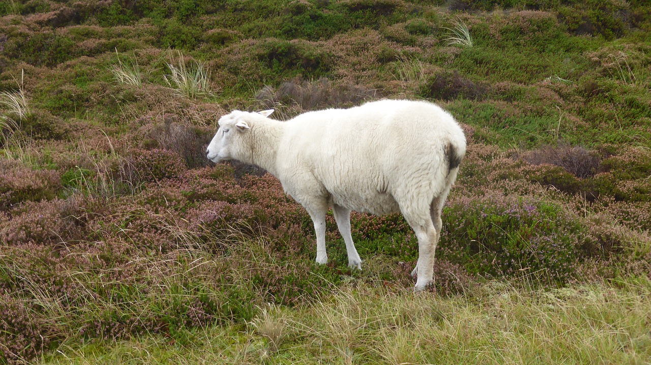 sheep dunes animal free photo