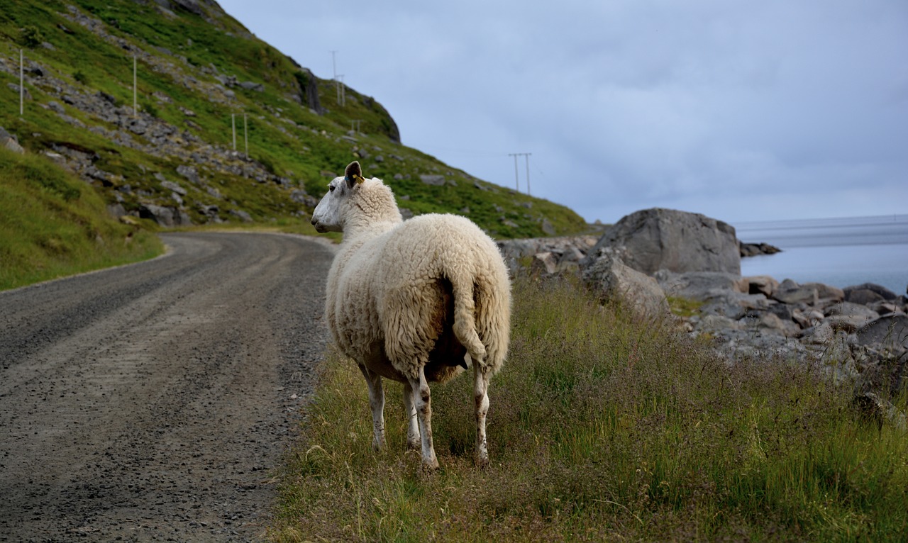 sheep coast mountain free photo