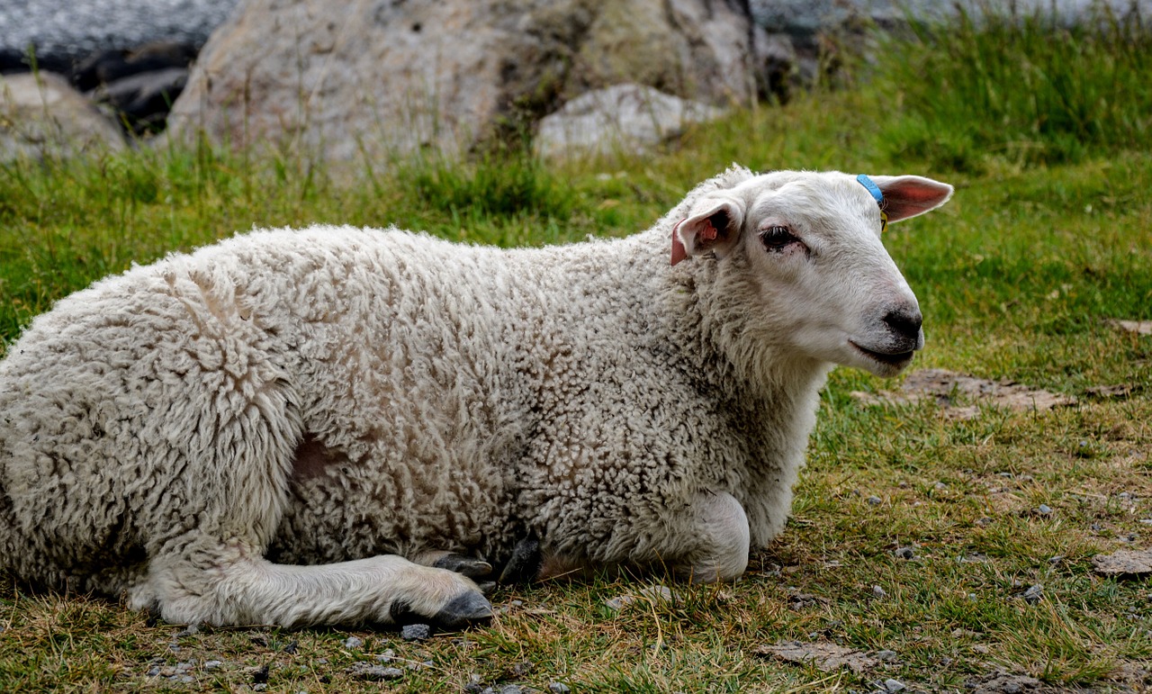 sheep resting rest free photo