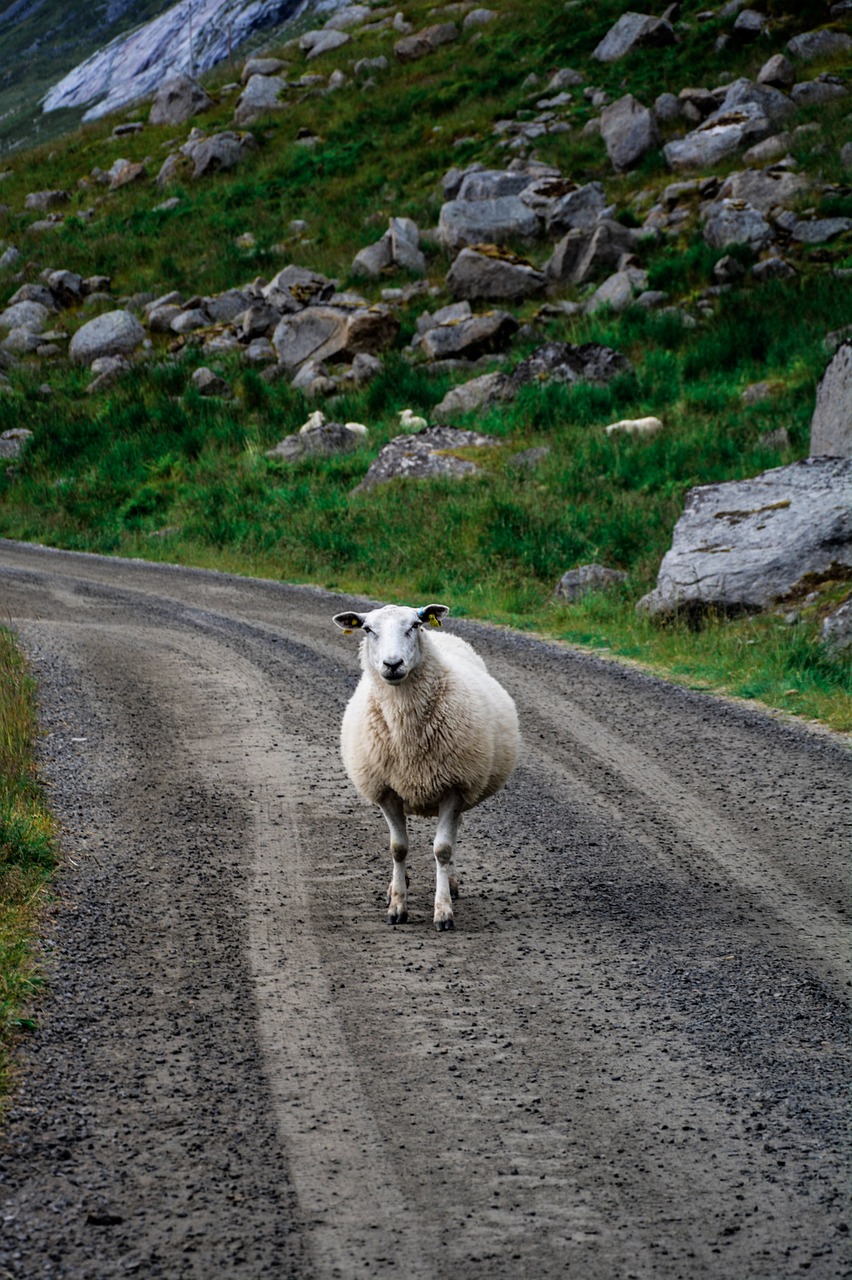 sheep road sheep on the road free photo