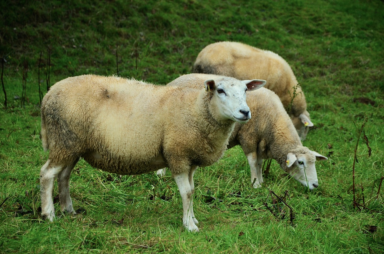 sheep pasture meadow free photo