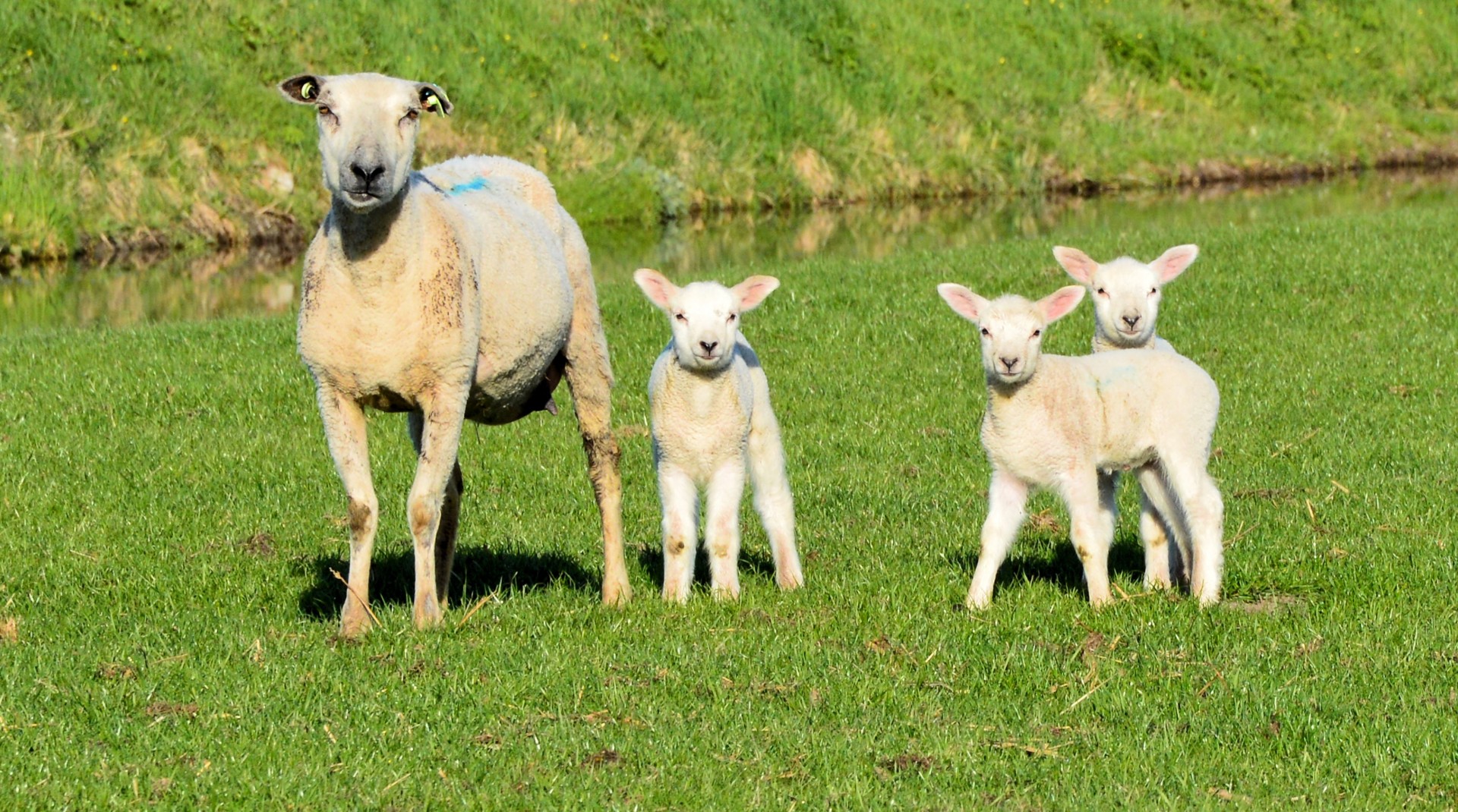 sheep lam nature free photo