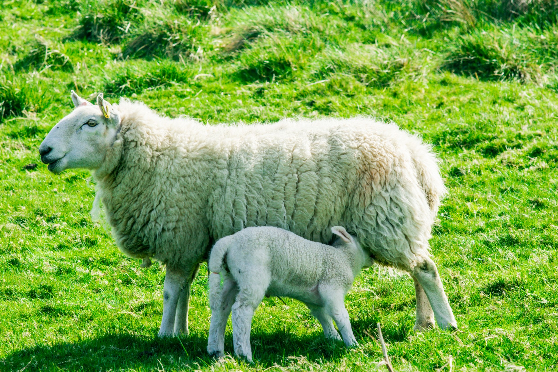 sheep lamb ewe mother sheep free photo