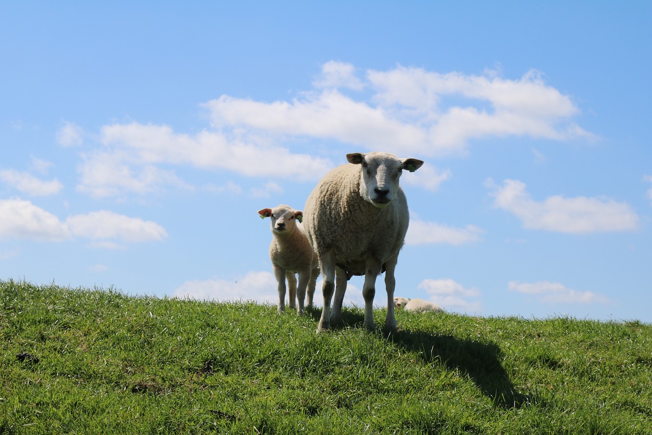 sheep and lambs dike sheep free photo