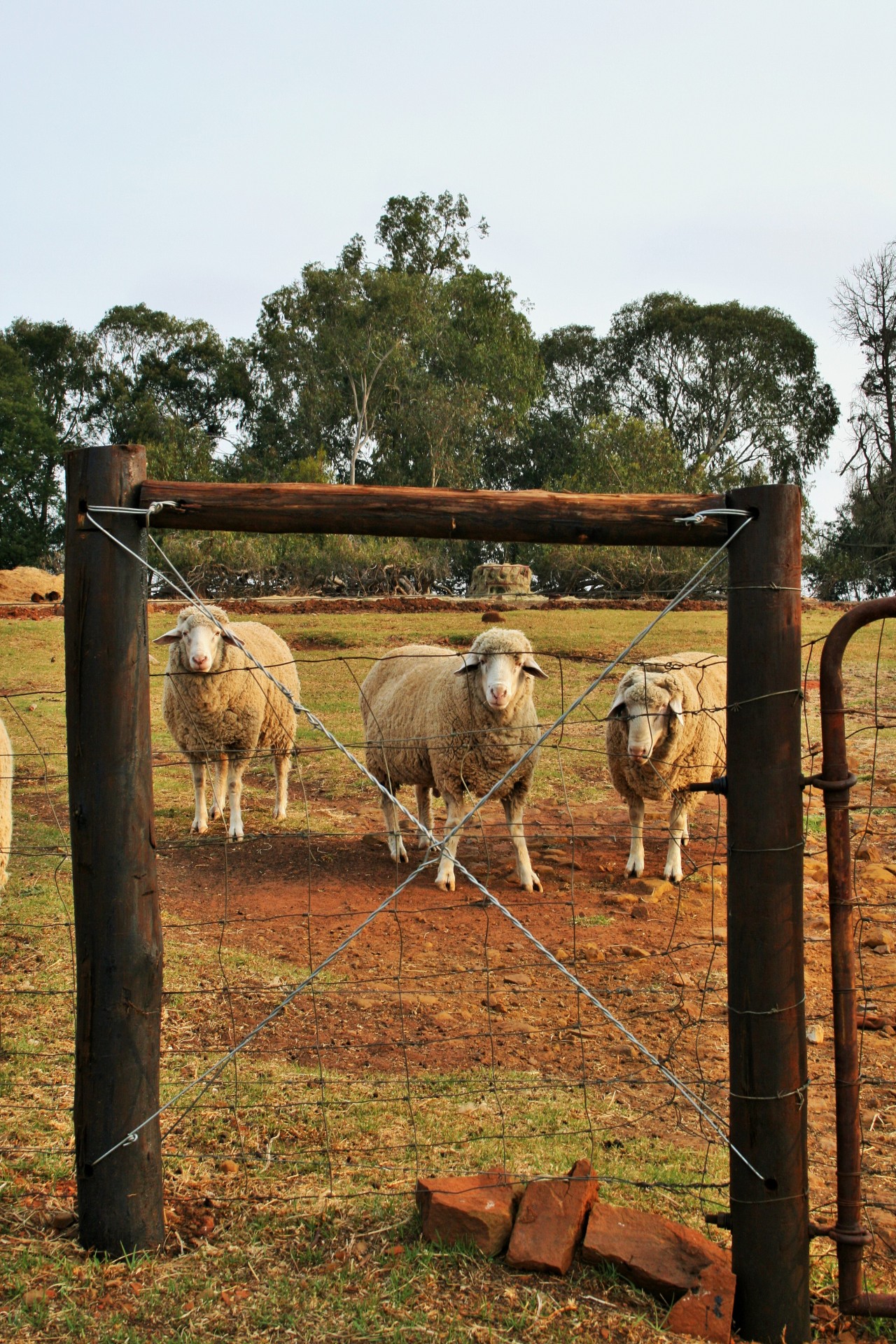 fence sheep animals free photo