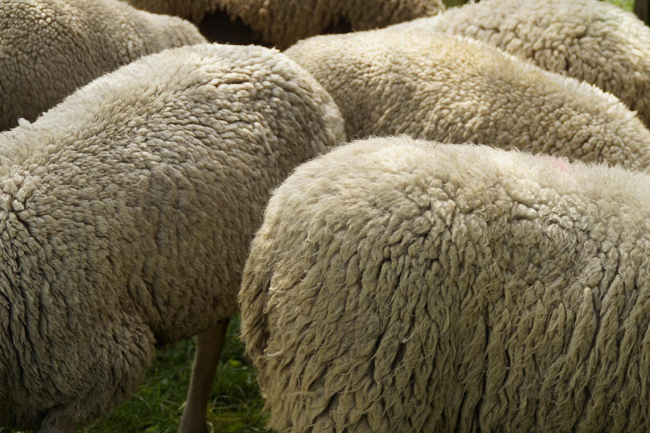sheep breeding wool fur free photo