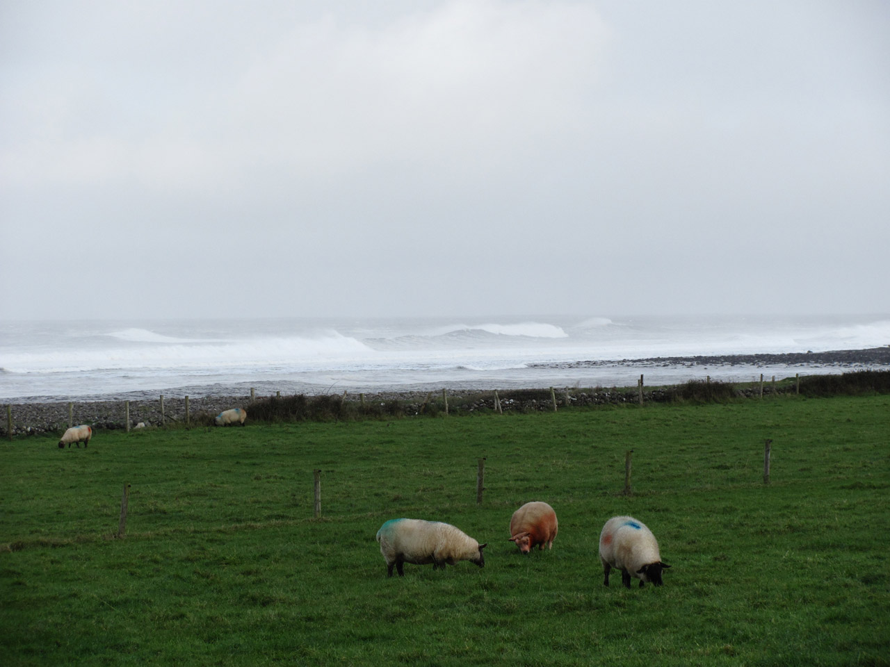 sheep livestock sea free photo