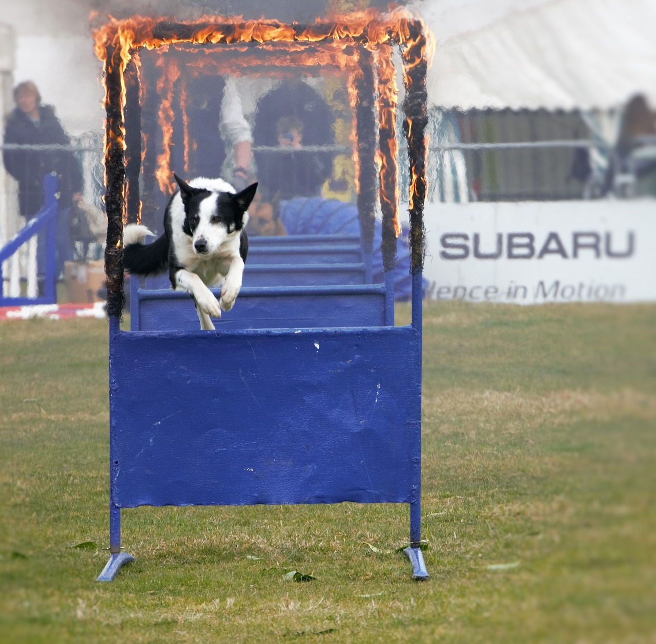 sheep dog jumping through fire bravery free photo