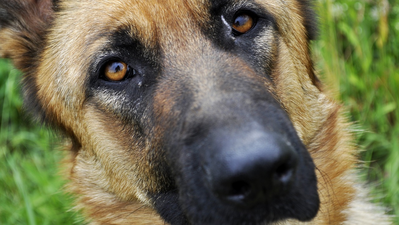 sheep-dog dog german shepherd free photo