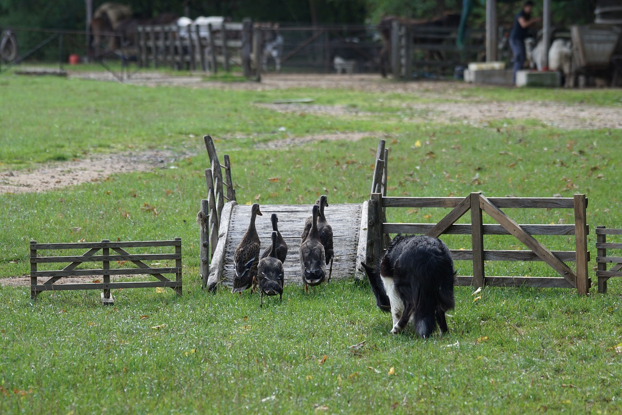 sheep dog work geese free photo