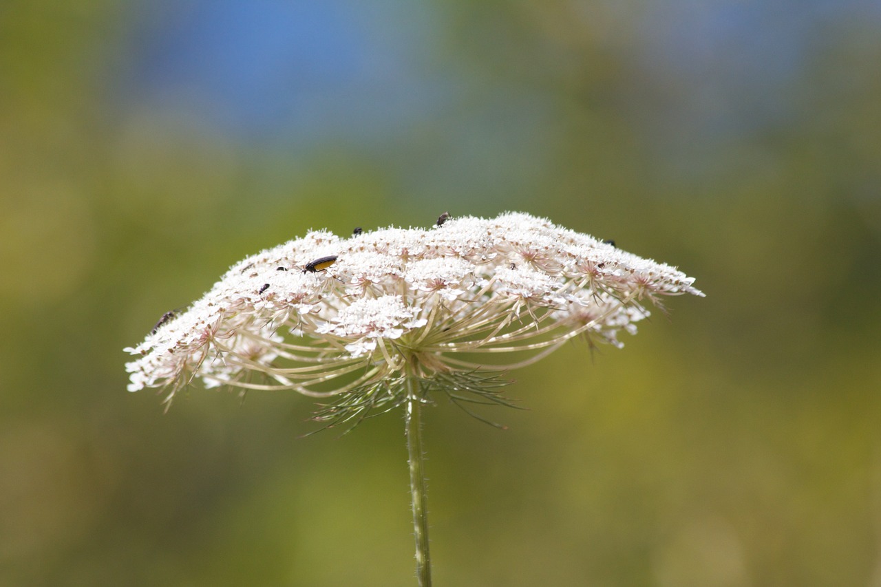 sheep gift insect nature free photo