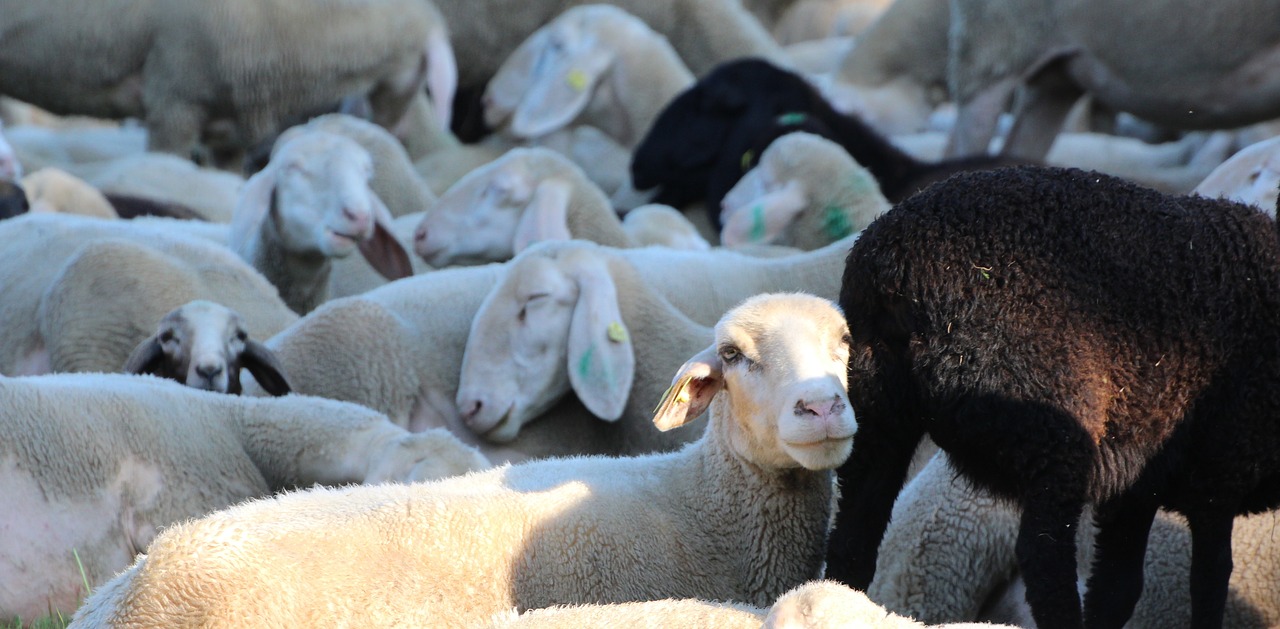 sheep heads sleeping animals stove flock of sheep free photo