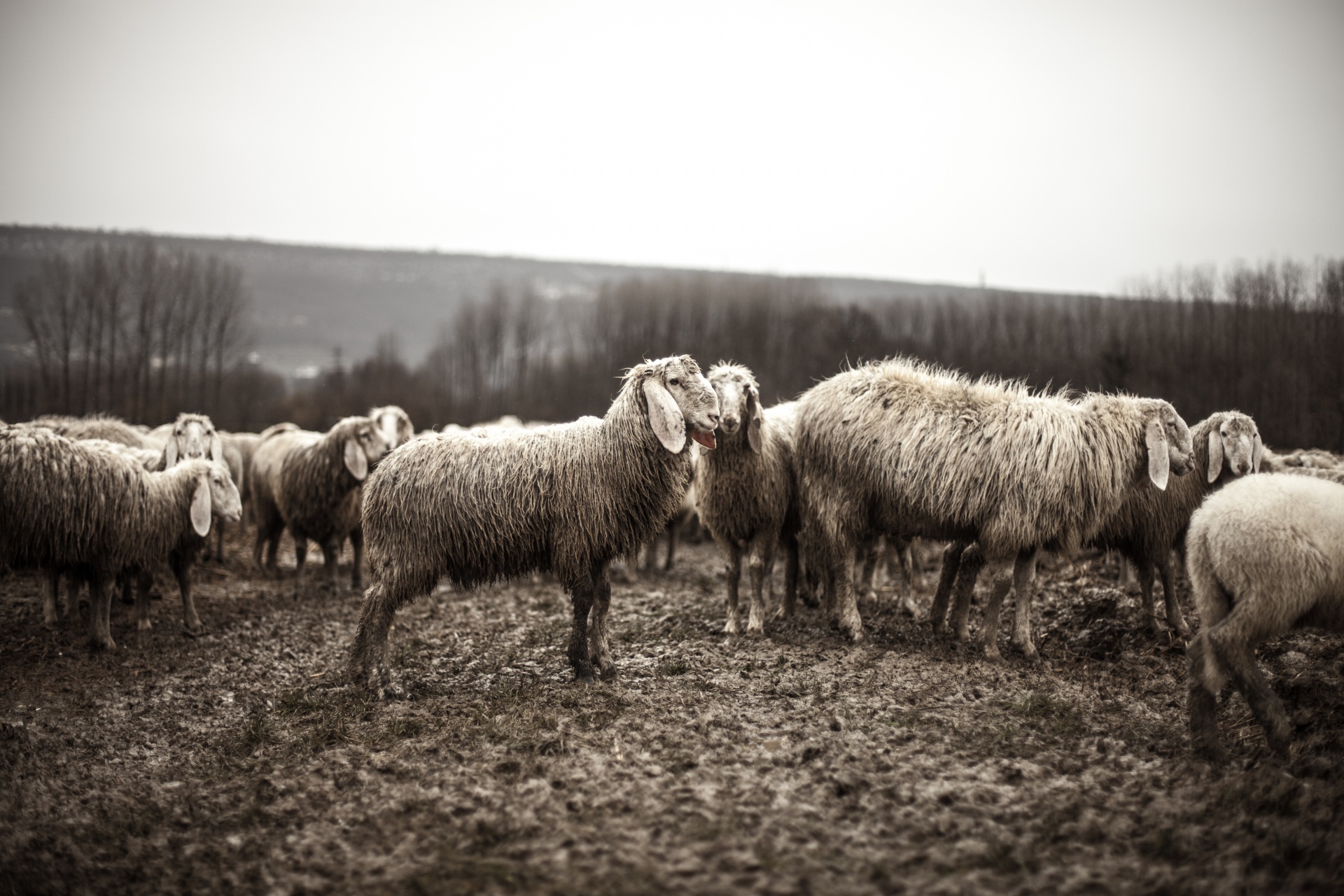 sheep herd mud free photo