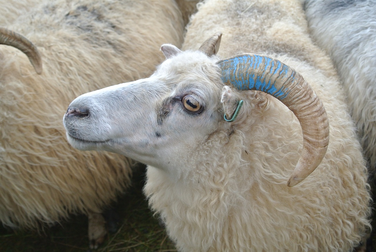 sheep herding shepherding may free photo