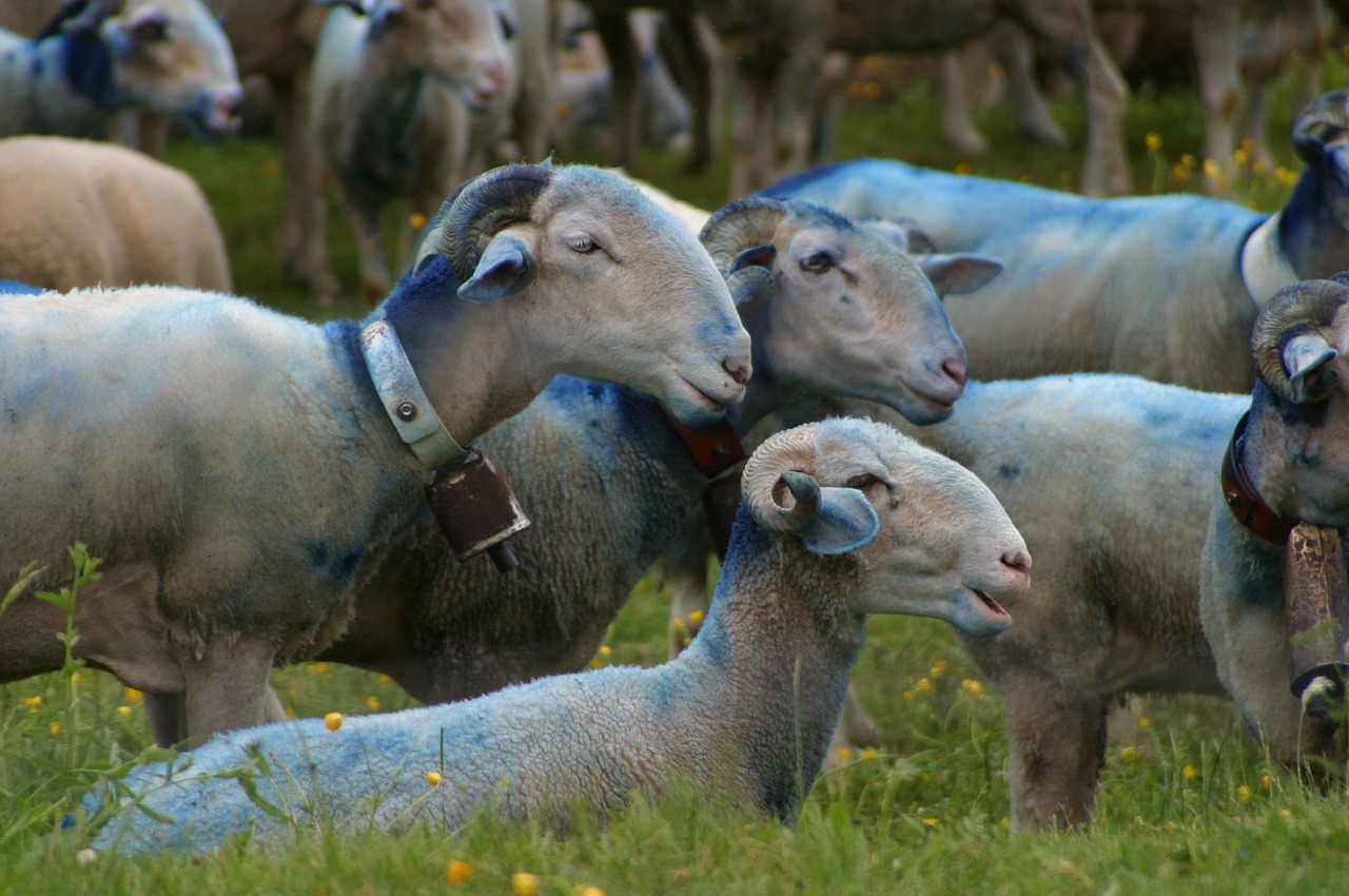 sheep-herding sheep provence free photo