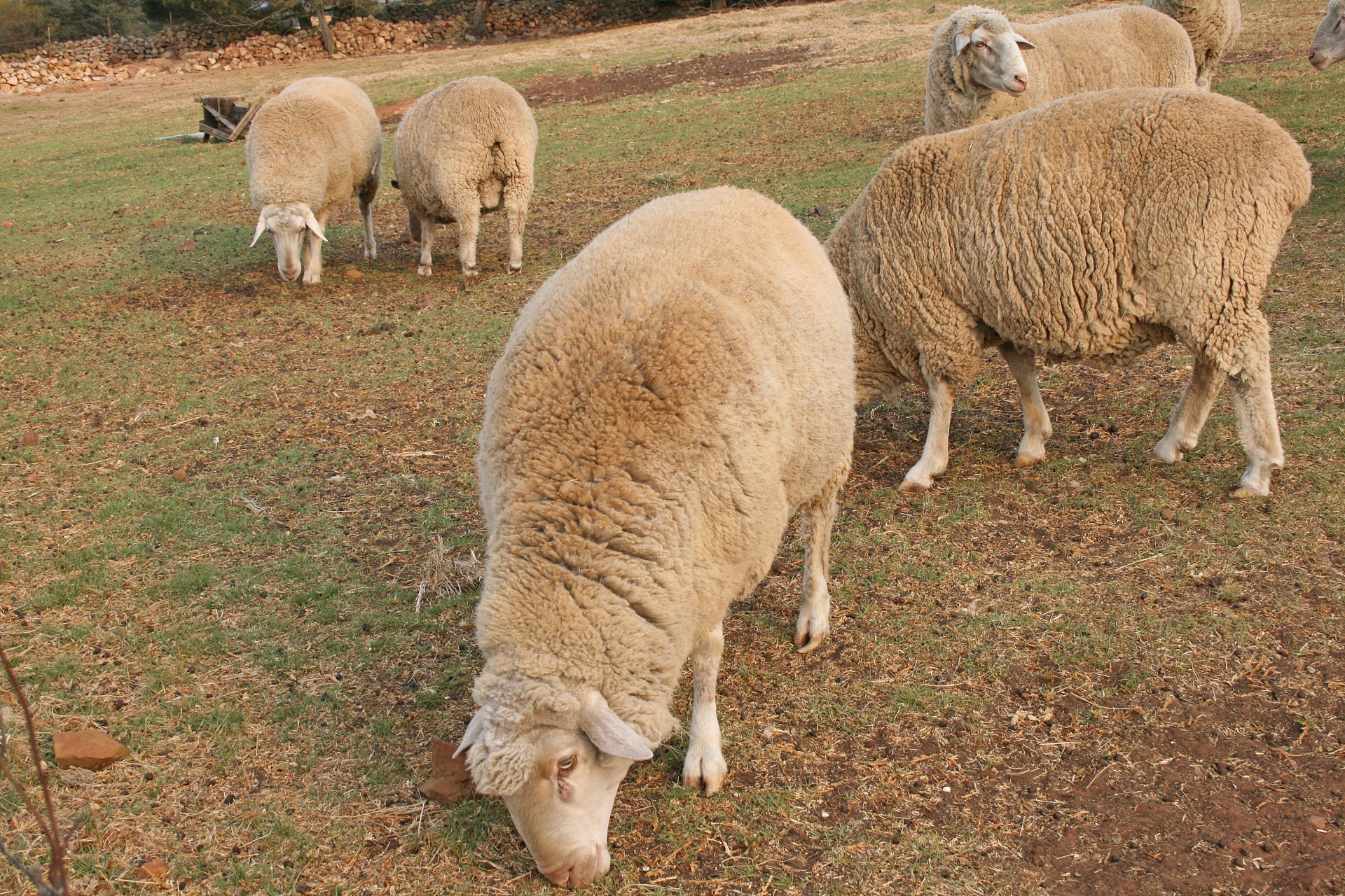 animals sheep livestock free photo