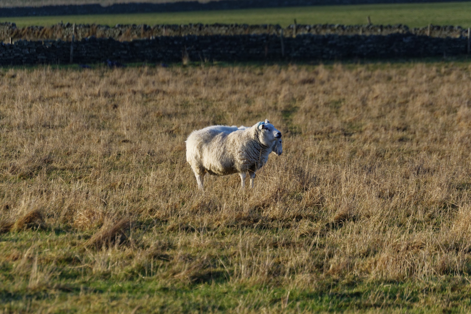 sheep field animal free photo