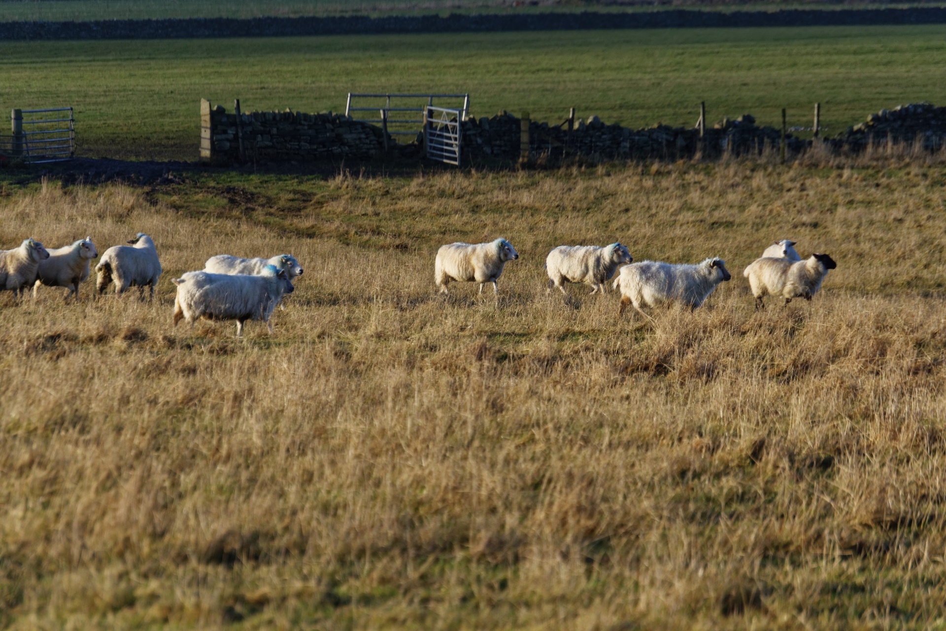 sheep field animal free photo