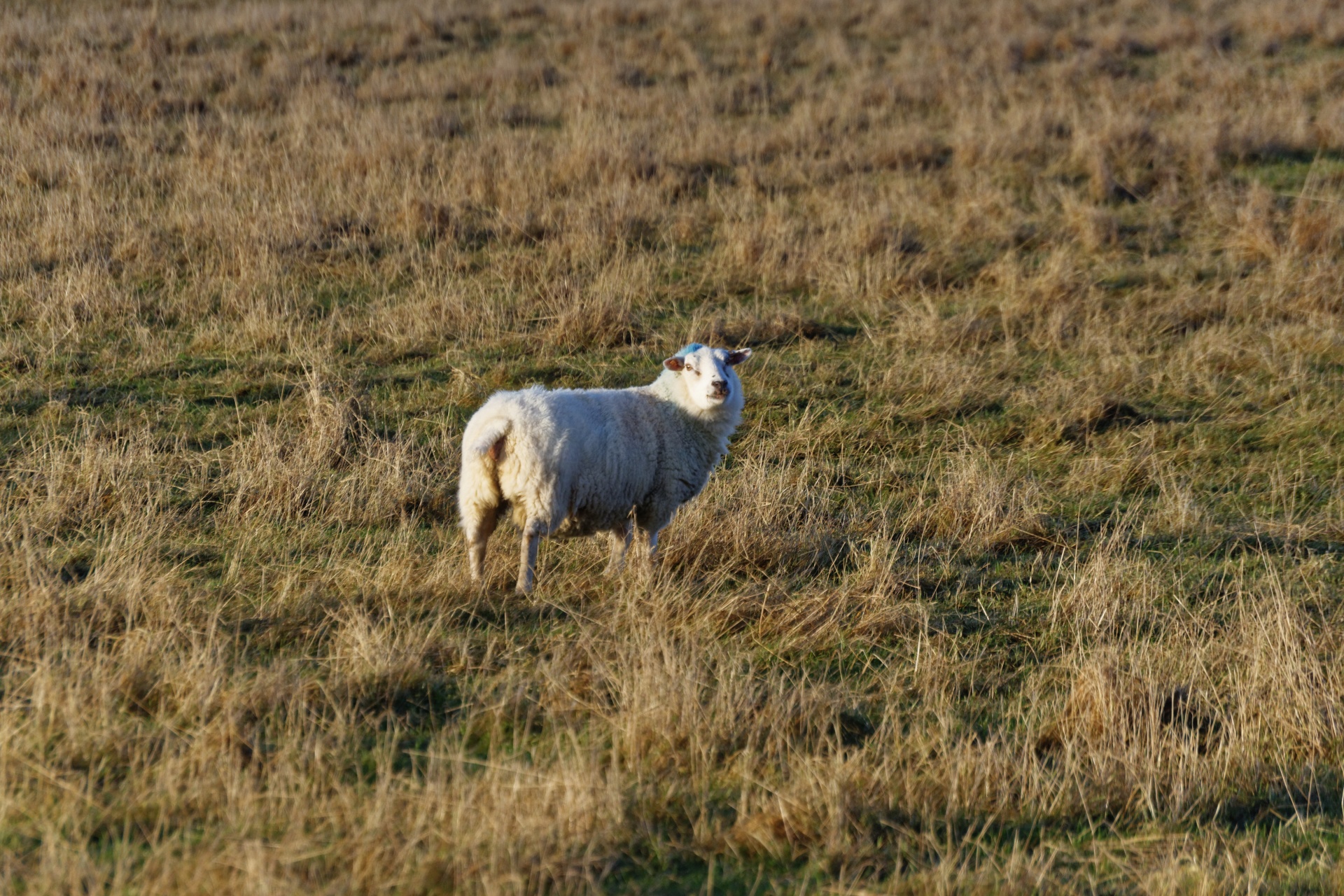 sheep field animal free photo