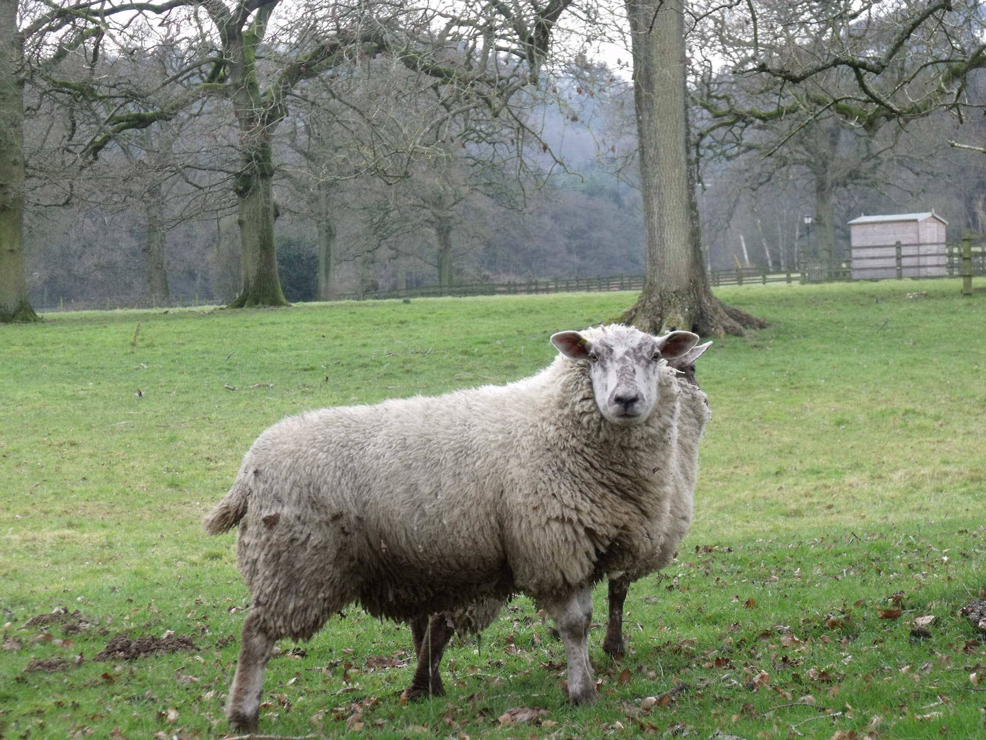 sheep field animals nature free photo