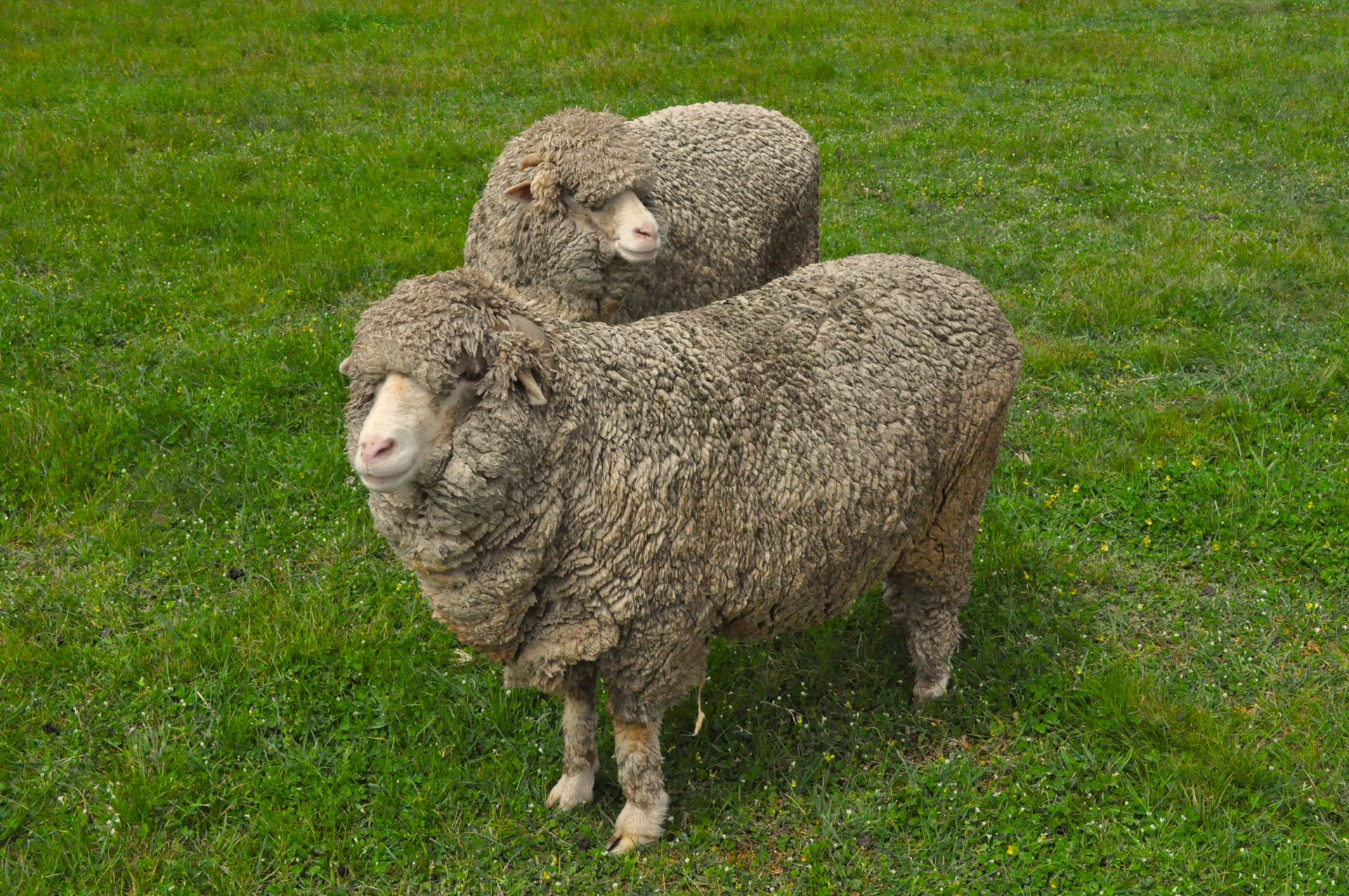 sheep wool paddock free photo