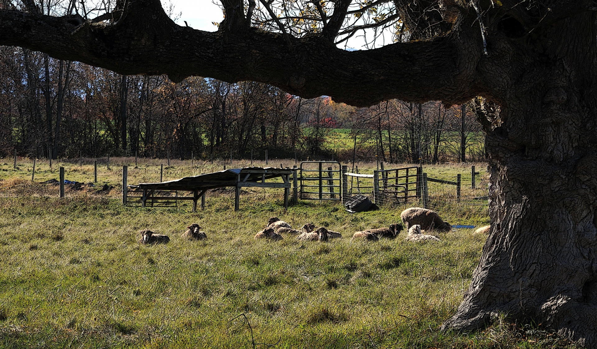 sheep farm lamb free photo