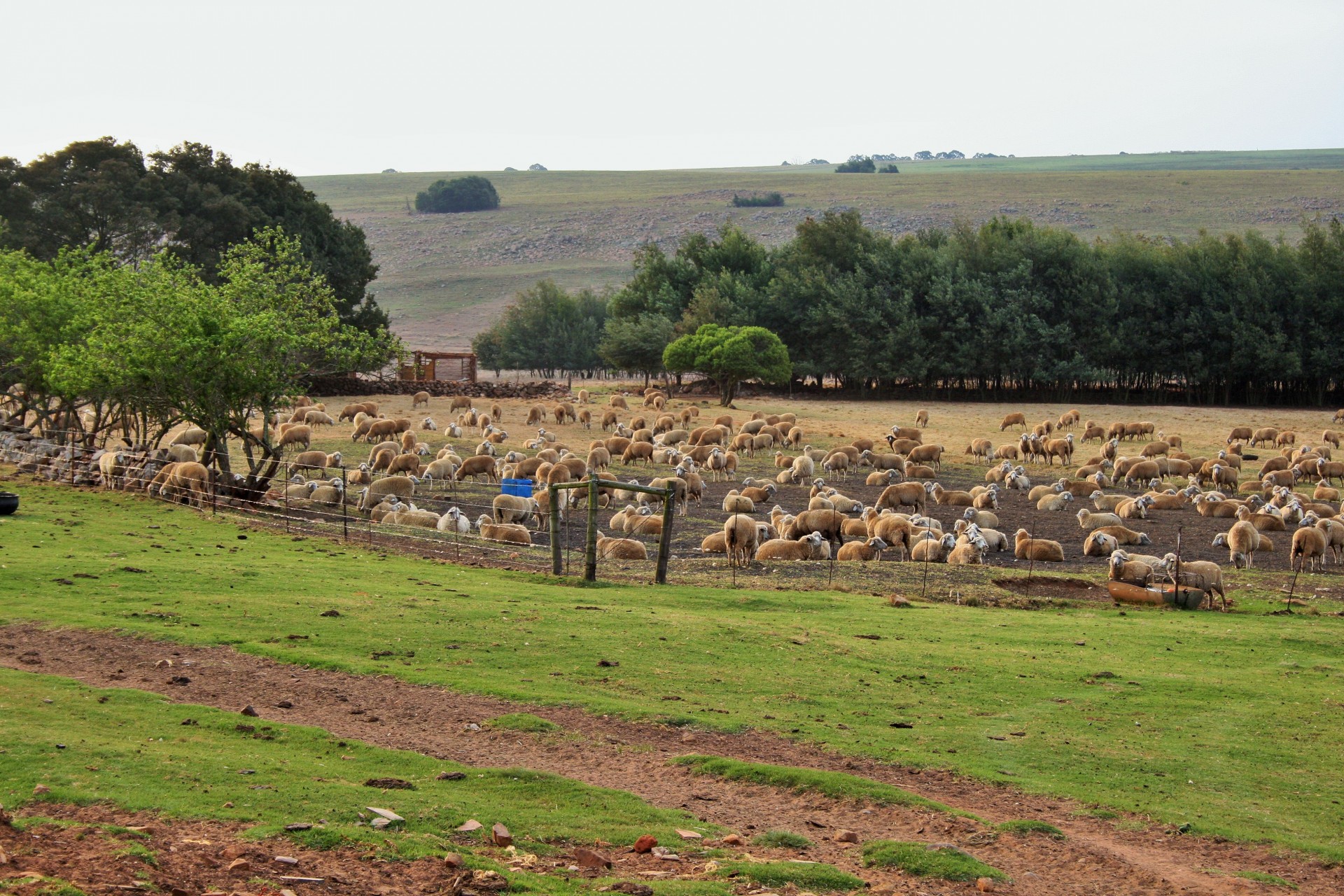 farm animals sheep free photo