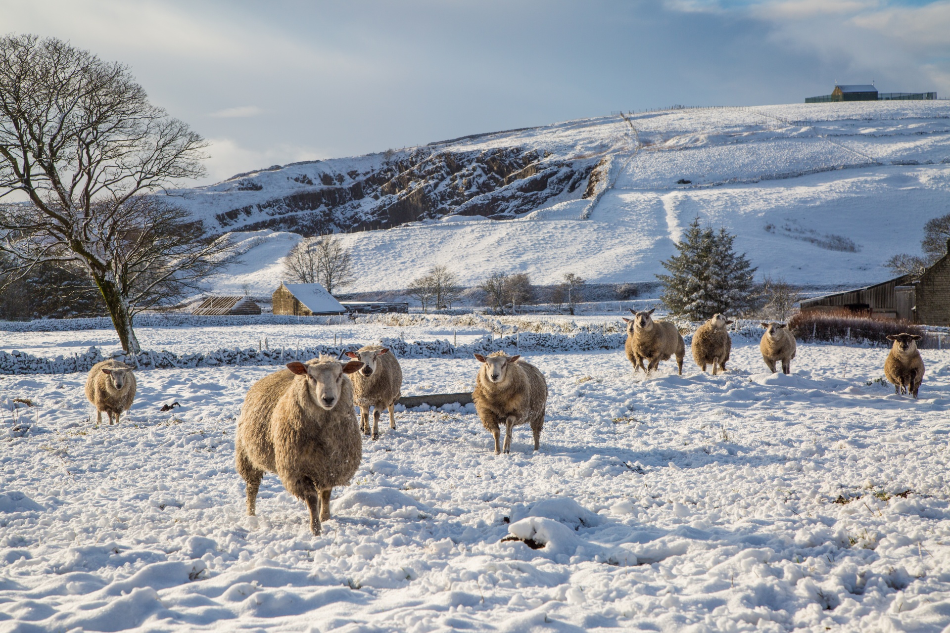 winter sheep farm free photo