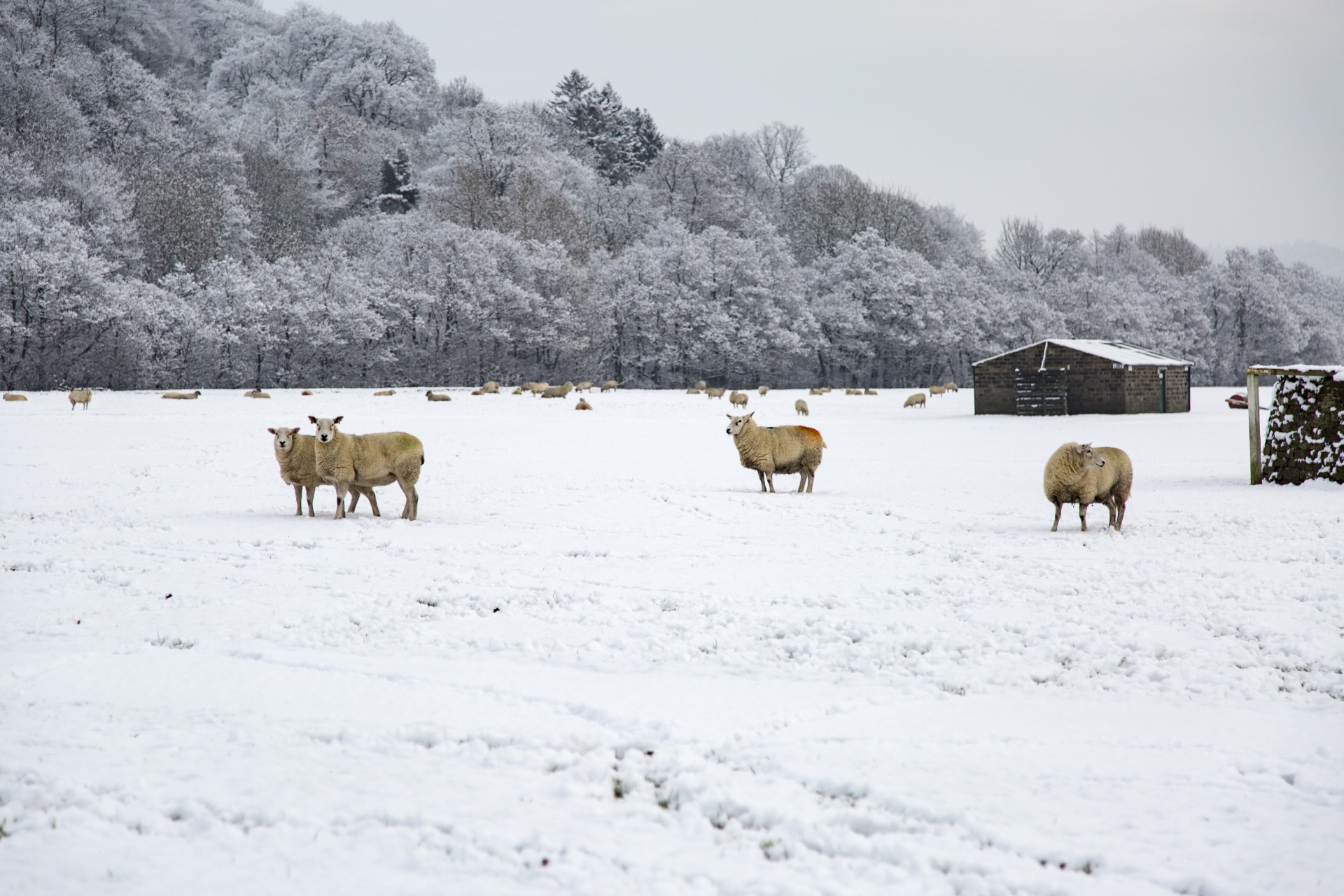 winter sheep farm free photo