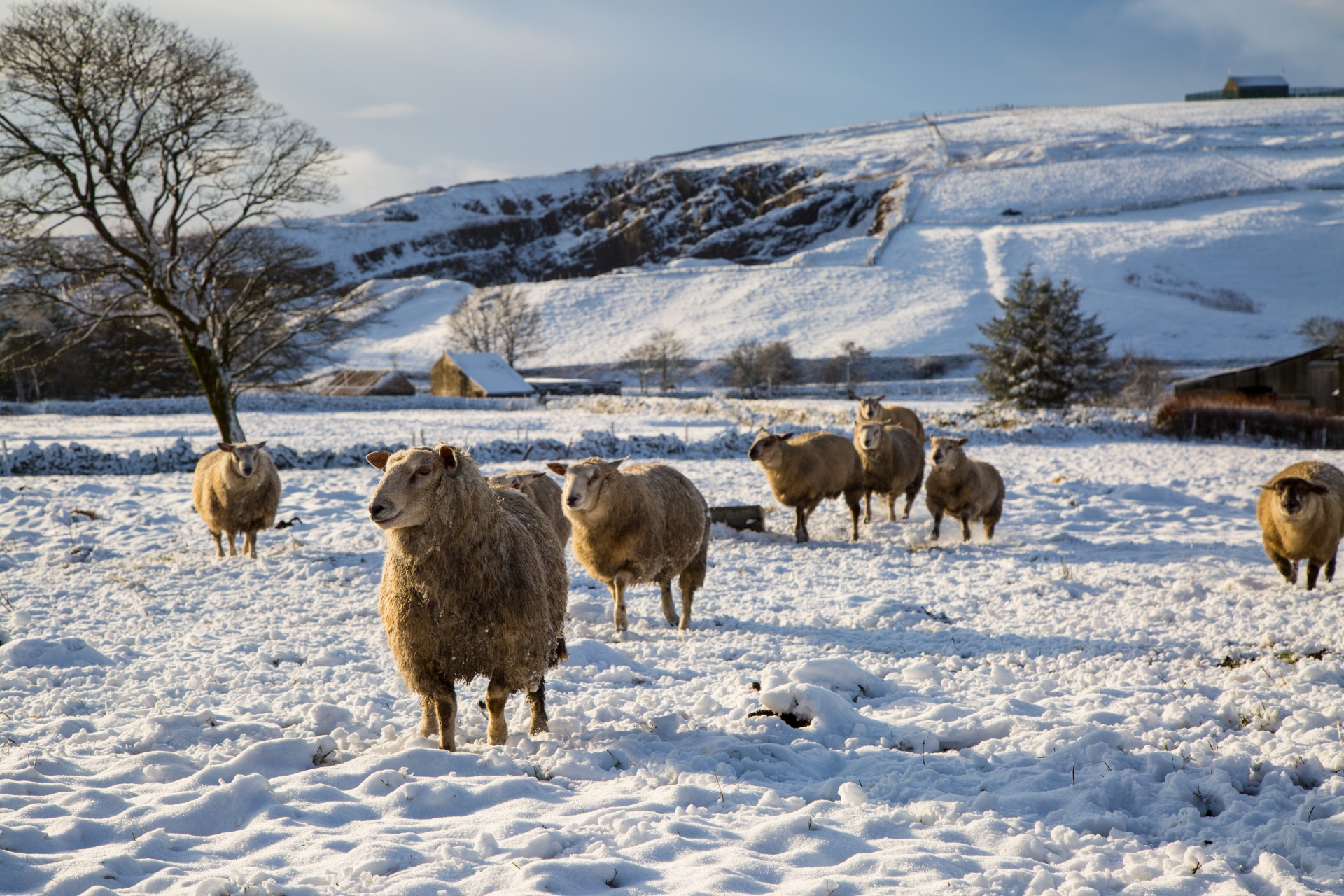 winter sheep farm free photo