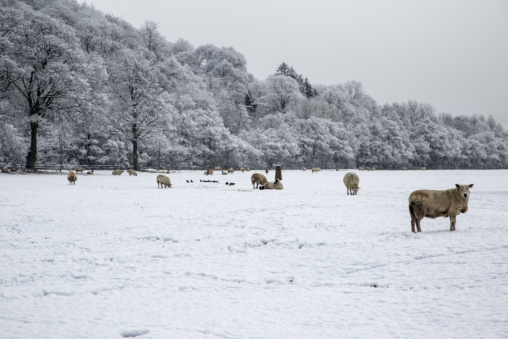 winter sheep farm free photo