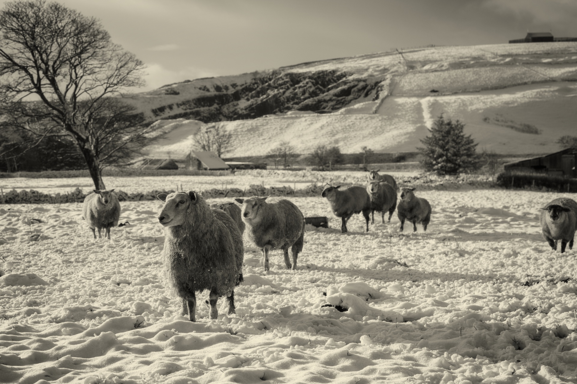 winter sheep farm free photo