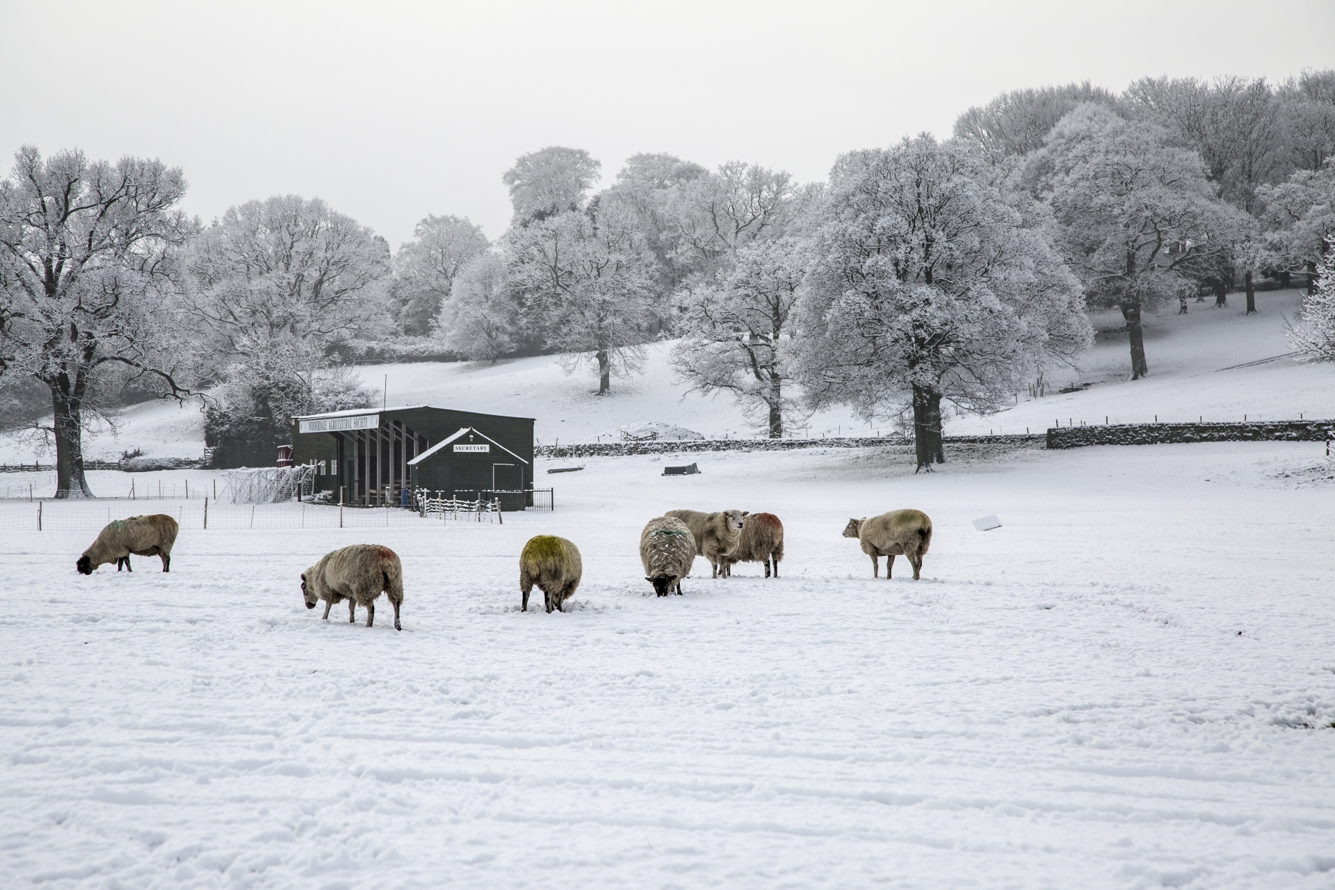 winter sheep farm free photo