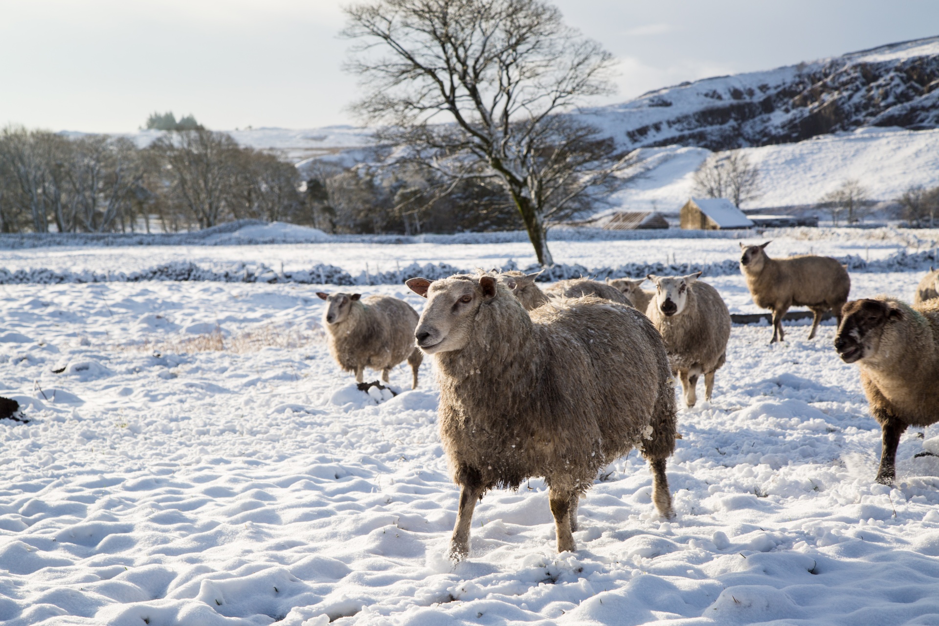 winter sheep farm free photo