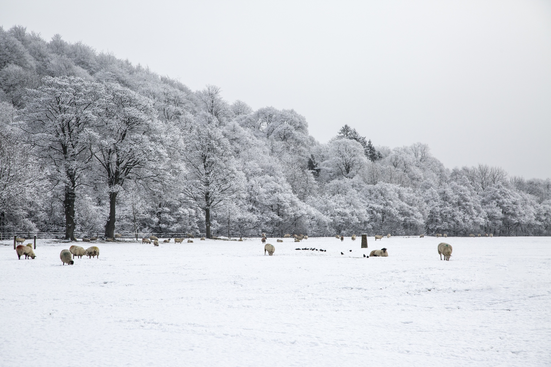 winter sheep farm free photo