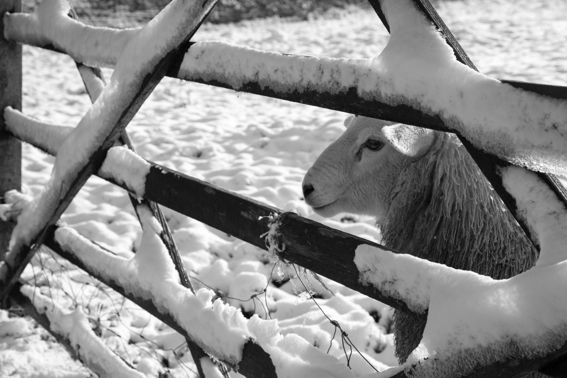 winter sheep farm free photo