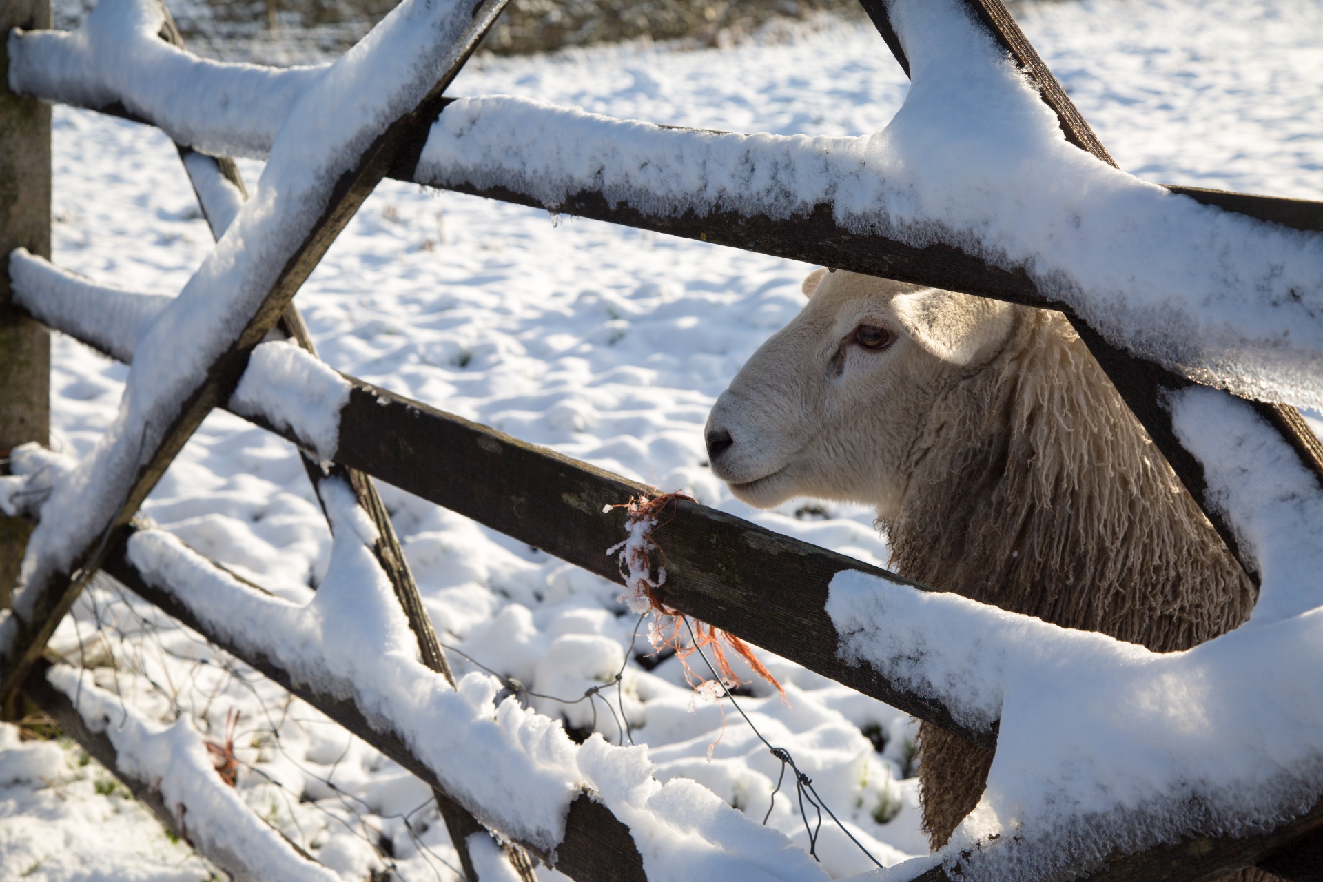 winter sheep farm free photo