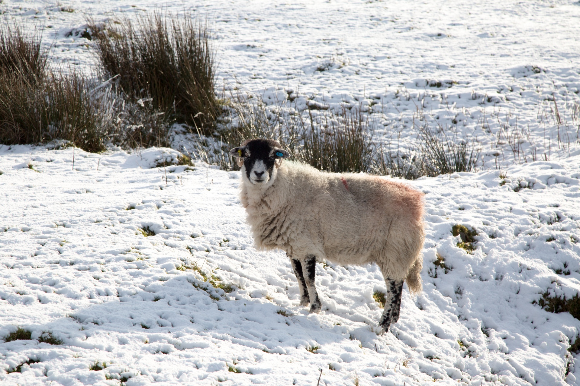 winter sheep farm free photo